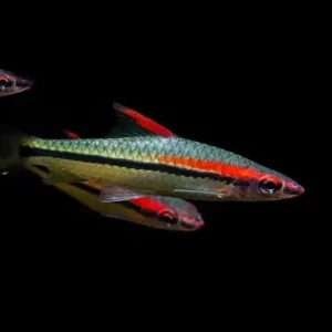 Ornamental fish